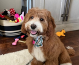 Mini Goldendoodle Puppies For Sale Fairfield Furbabies